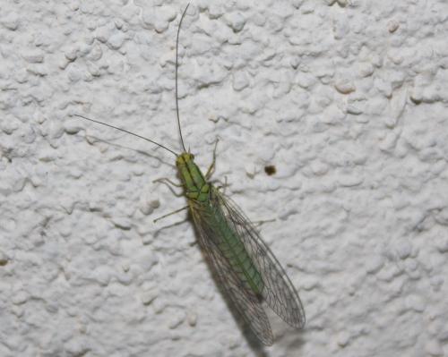 Réf. 206 543 : Hypochrysa elegans